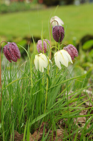 Kievitsbloem bloembollen, Fritillaria Meleagris Mix