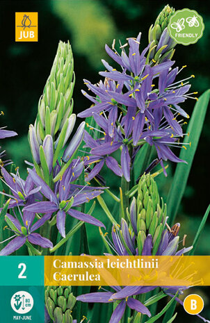 Camassia bloembollen kopen, Leichtlinii Caerulea (Prairielelie) | Moestuinland