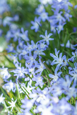 Sneeuwroem bloembollen, Chionodoxa Luciliae