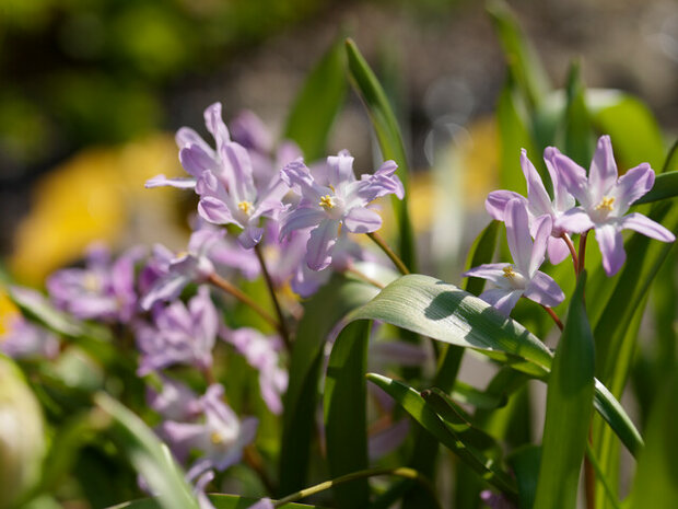 Sneeuwroem bloembollen, Chionodoxa rosea (Pink Giant)