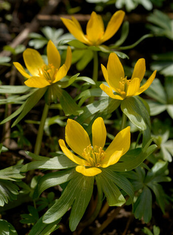 Winterakoniet bloembollen, Eranthis Cilicica