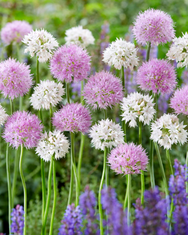 Sfeerimpressie Bee love Alliums | Moestuinland