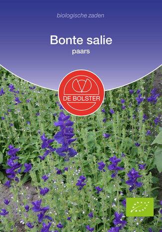 Bonte salie zaden kopen, Paarse Salvia viridis (BIO) | Moestuinland