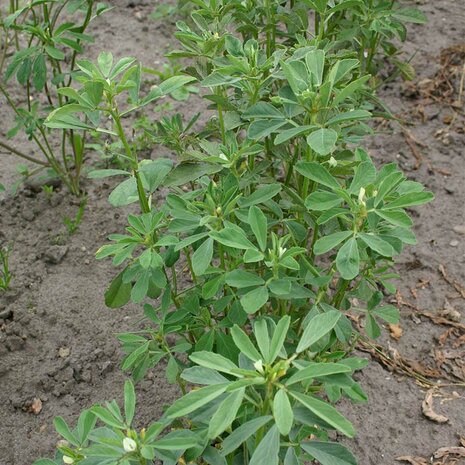 Biologische Fenegriek zaad zaaien (BIO) | Moestuinland