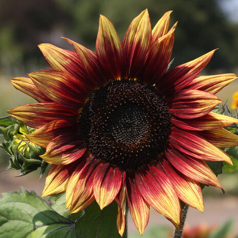 Sfeerimpressie rode zonnebloemen zaaien | Moestuinland