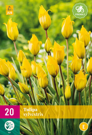 Tulpen bloembollen kopen, sylvestris (botanische bostulp) | Moestuinland