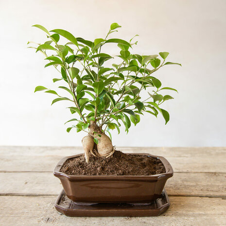 Sfeerimpressie van de potgrond voor bonsai soorten | Moestuinland