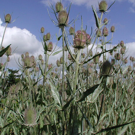 Sfeerimpressie grote kaardebol zaaien/kweken inheems | Moestuinland