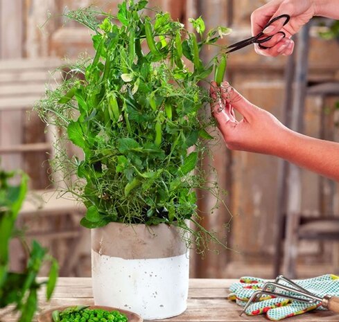 Sfeerimpressie patio-peul pot-erwt plant zaden | Moestuinland