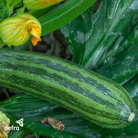 Donkergroene gestreepte courgette kweken uit zaad van | Moestuinland.nl