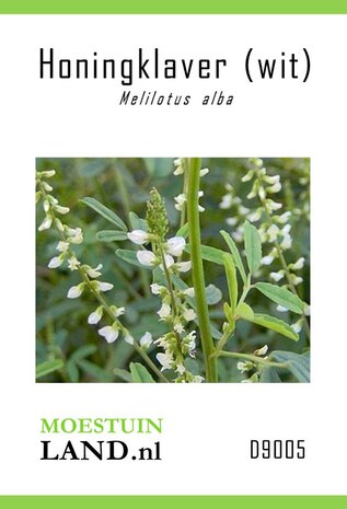 Honingklaver zaden bestellen, Witte (Melilotus alba) | Moestuinland.nl