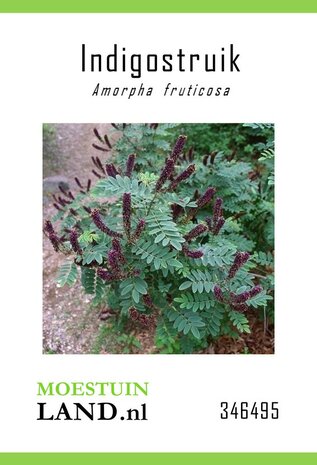 Amerikaanse indigostruik zaden bestellen (Amorpha fruticosa) | Moestuinland.nl