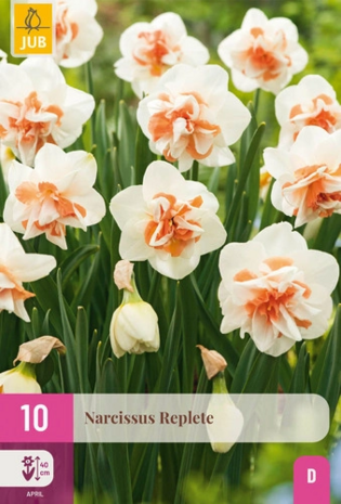 Narcis bloembollen kopen bij Moestuinland? Narcis Replete, dubbelbloemige Narcissen | Moestuinland.nl