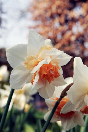 Narcis bloembollen, Replete | Moestuinland.nl