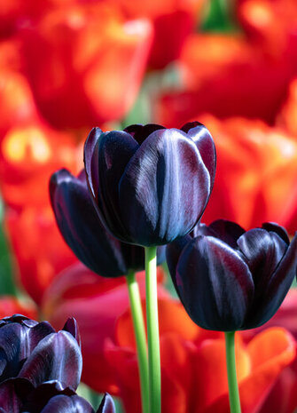 Zwarte tulpen kopen | Moestuinland.nl