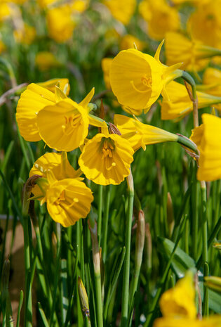 Sfeerimpressie van de Narcus Golden Bells | Moestuinland.nl