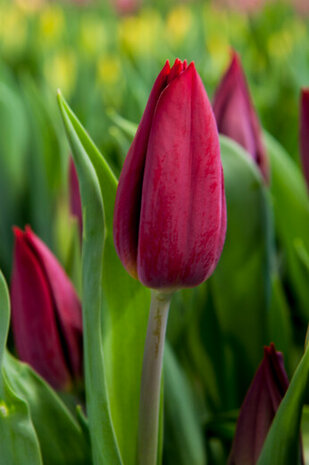 Rode biologische tulpen kweken uit bloembollen, Strong Love Red (BIO) | Moestuinland.nl