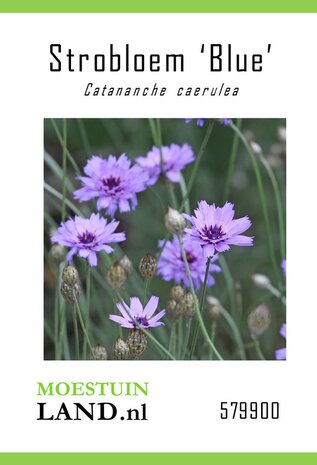 Catananche zaden, Blauwe strobloem | Moestuinland