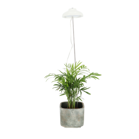 Groeilamp voor kamerplanten | Moestuinland.nl