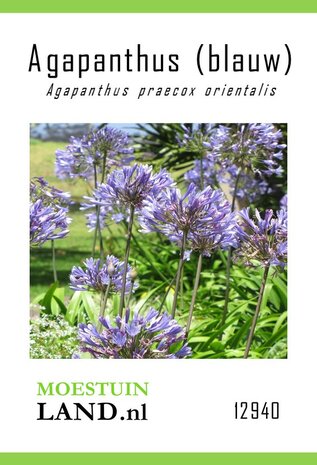 Blauwe Agapanthus zaden kopen, Agapanthus praecox orientalis | Moestuinland.nl