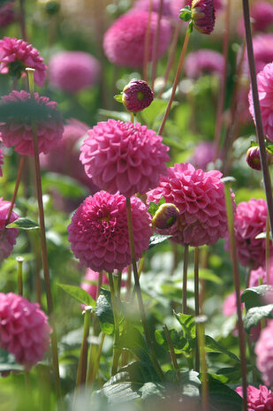 Sfeerimpressie roze Pompondahlia Stolze von Berlin | moestuinland.nl