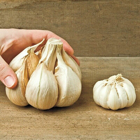 Olifantenknoflook kopen, Reuzenknoflook (5 losse tenen) | Moestuinland.nl