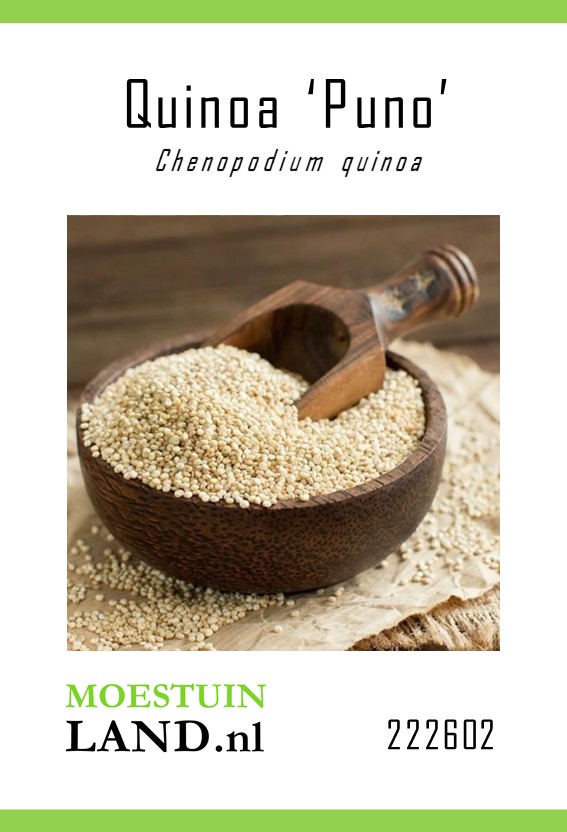 Quinoa zaden kopen, 'Vikinga' | Moestuinland