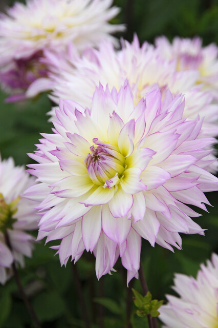 Dahlia deals crazy love