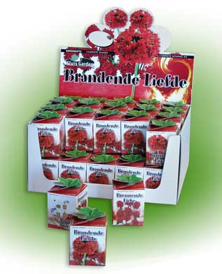 Greengift Showdoos, ook beschikbaar met andere bloemen!