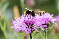 Welke bloemen kun je zaaien in juni? Welke bloemen kun je zaaien in juni?
