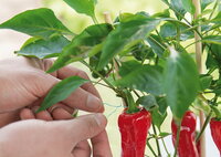 Moestuinieren in 2026: zelf zaden kweken en duurzaam oogsten