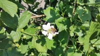 De Moestuin van Moestuinland! De Moestuin van Moestuinland!
