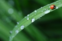 Regen, wat doet het met je moestuin? Regen, wat doet het met je moestuin?