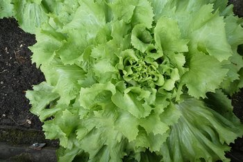 Andijvie telen, 4 tips!