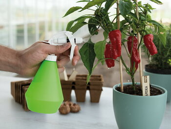 Eigen groenten kweken: een gids voor beginners