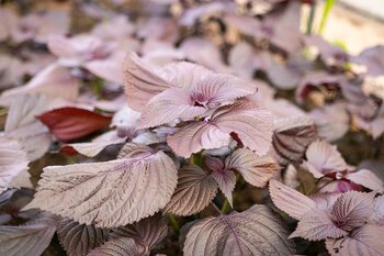 Shiso groeiwijzer: Alles over Perilla in je tuin