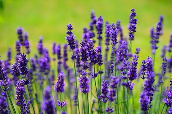 Lavendel kweken als sierplant en kruid