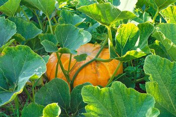 Alles Wat Je Moet Weten om Pompoenen te Kweken in je Moestuin