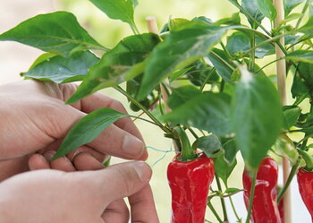 Moestuinieren in 2026: zelf zaden kweken en duurzaam oogsten