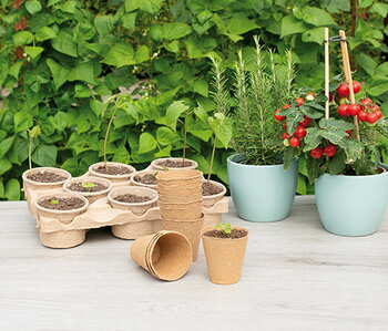 Welke groenten zijn het makkelijkst om zelf te kweken? (Top 10 voor beginners)