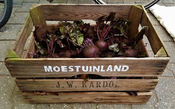 Oogsten voor de vorst