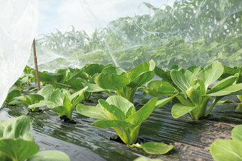 Sla telen in de moestuin