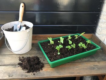 Wat kun je zaaien in maart? | Moestuin