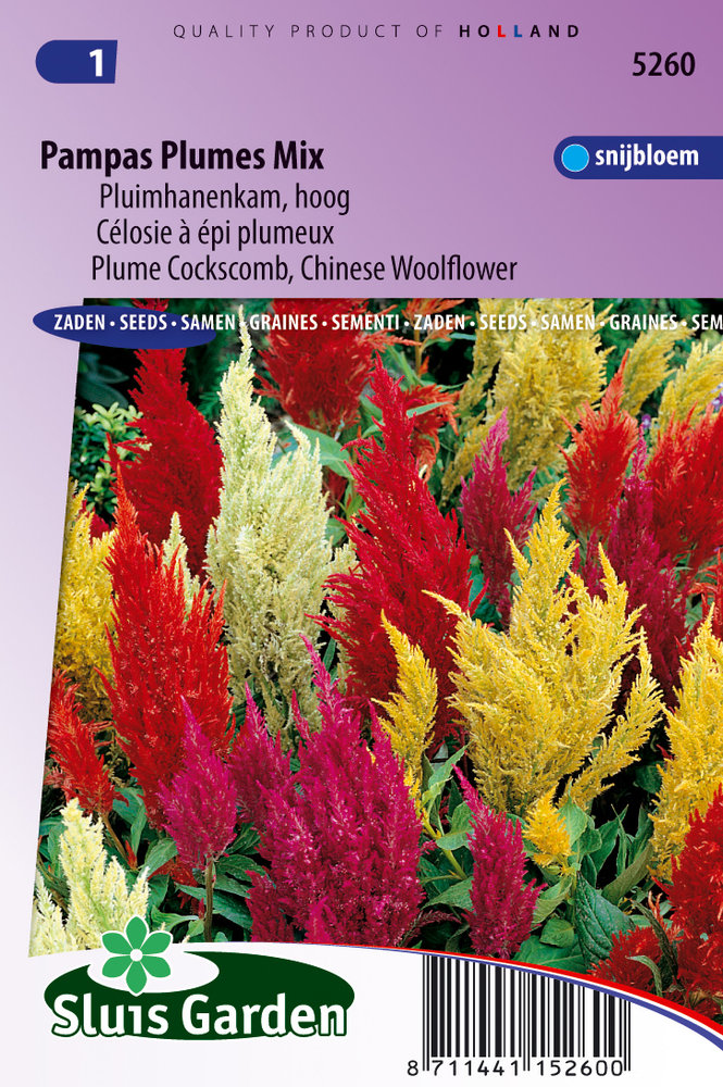 Pampas zaden, Plumes mix (Celosia)