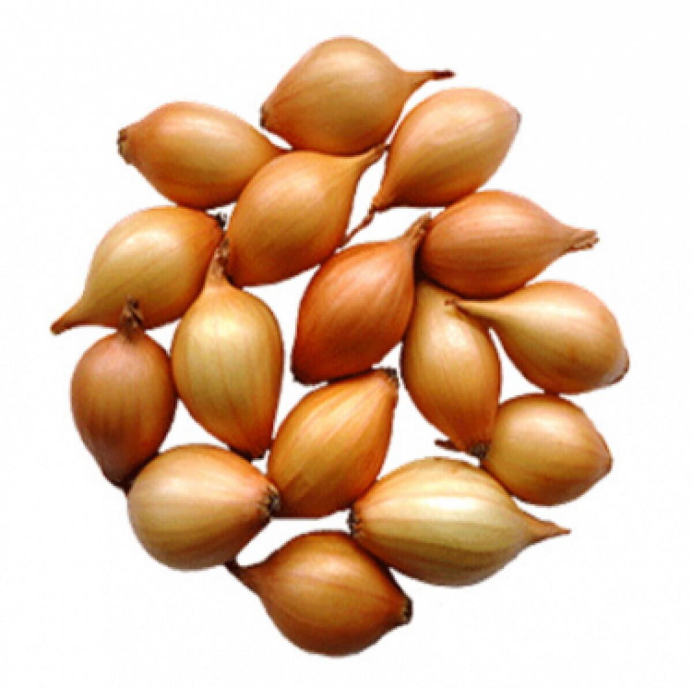 Winter plantuien, Senshyu Yellow (250 gram)