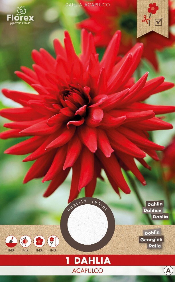 Dahlia knol, Acapulco Cactus (Rood)