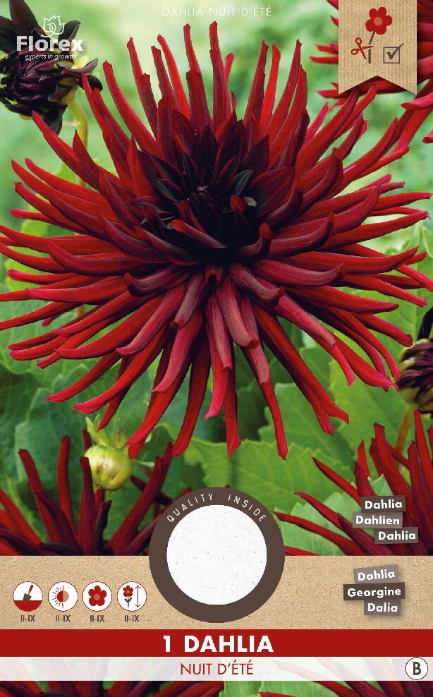 Dahlia knol, Nuit d'ete - Cactus