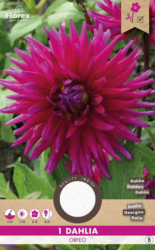 Dahlia knol, Orfeo cactus