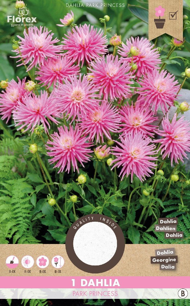 Dahlia knol, Park Princess Cactus 