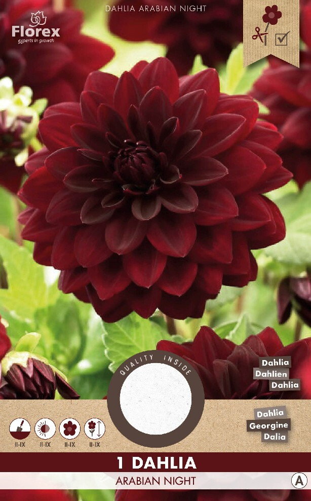 Dahlia knol, Arabian Night